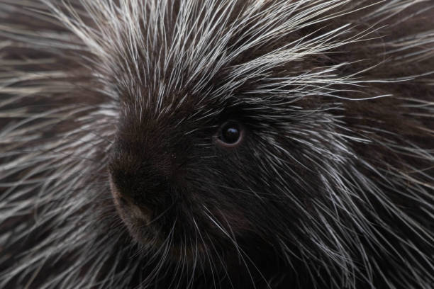 istock North American Porcupine Up-Close 1459239968