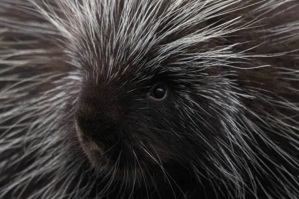 North American Porcupine Up Close Cute Face with spikes, blue eyes white spikes