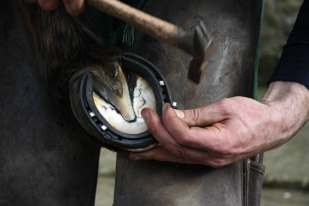 istock Shoeing the horse 145924006