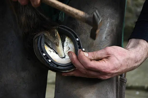 Farriers knocks the nail into the horse shoe