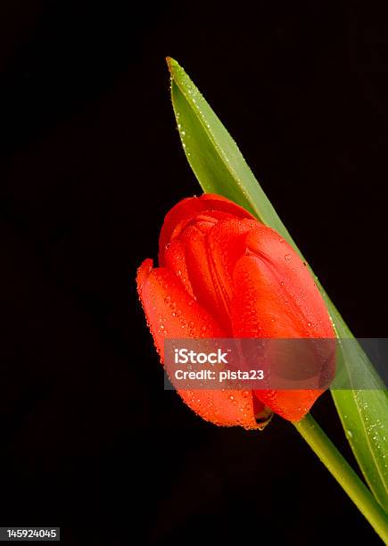 Tulipano Rosso - Fotografie stock e altre immagini di Bellezza - Bellezza, Bellezza naturale, Botanica