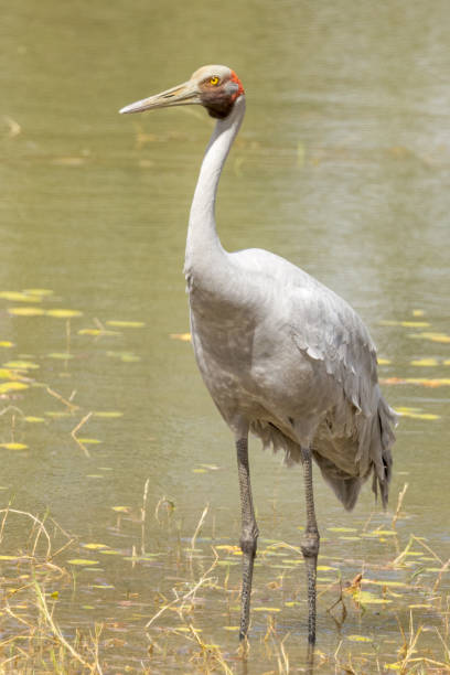 istock Brolga Crane in Australia 1459241374