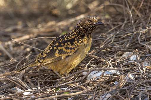 Western Bowerbird in Australia