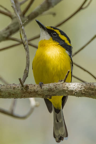istock Yellow-breasted Boatbill in Australia 1459241441