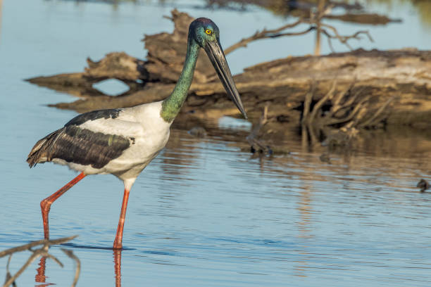 istock Black-necked Stork in Australia 1459241465