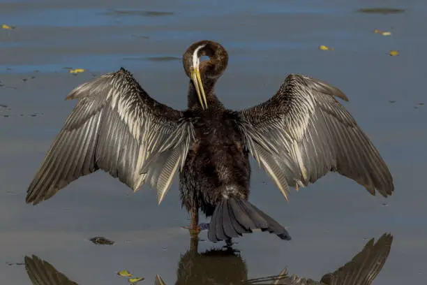 Commonly known as the darter or snake bird, this large cormorant type bird is a beautiful sight.