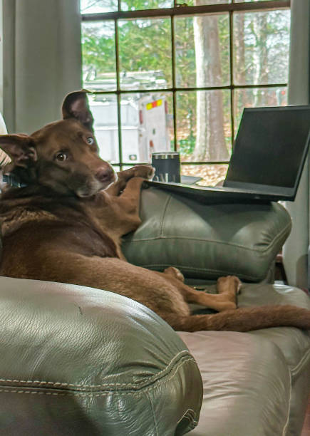 istock Dogs acting like humans 1459243416