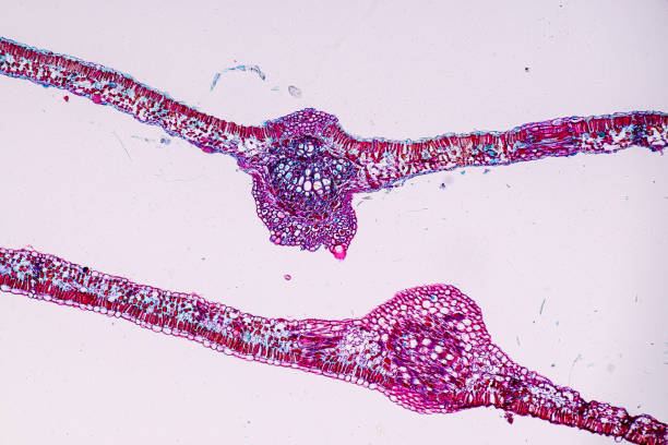 istock Host cells with spores (mold) are inside wood under the microscope. 1459243825