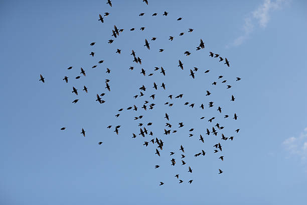 istock flock of birds 145924402