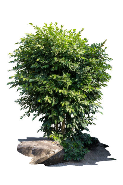 istock Tropical trees and stone isolated on white background with copy space and clipping path. 1459244761