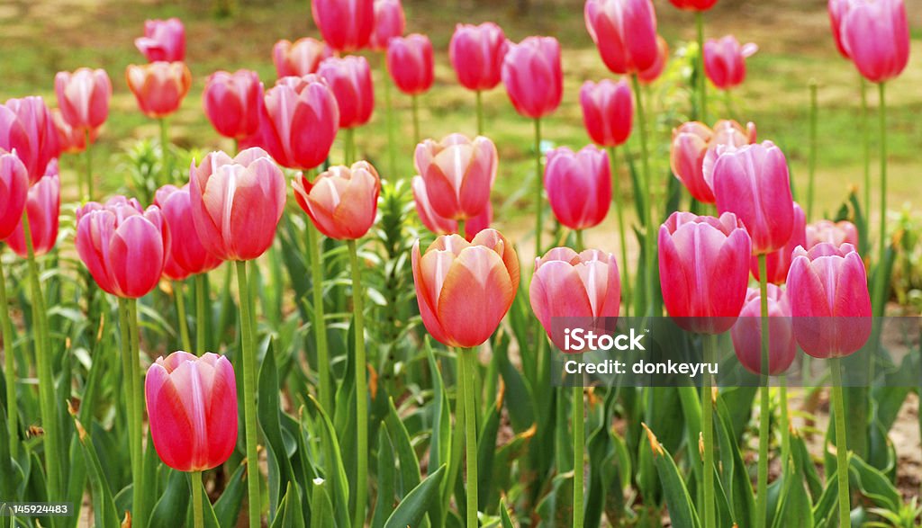 Red tulips Clusters of red tulips in the spring garden, symbolize love and fervour. Affectionate Stock Photo