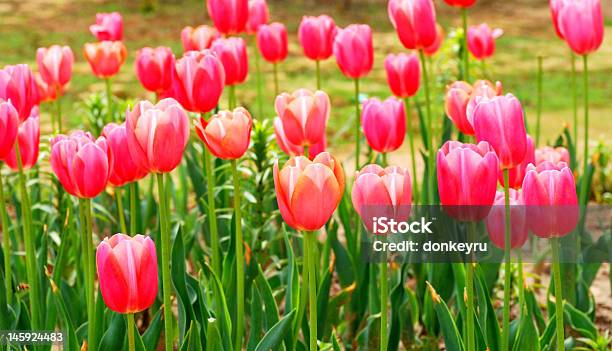 Red Tulips Stock Photo - Download Image Now - Affectionate, Backgrounds, Beauty In Nature