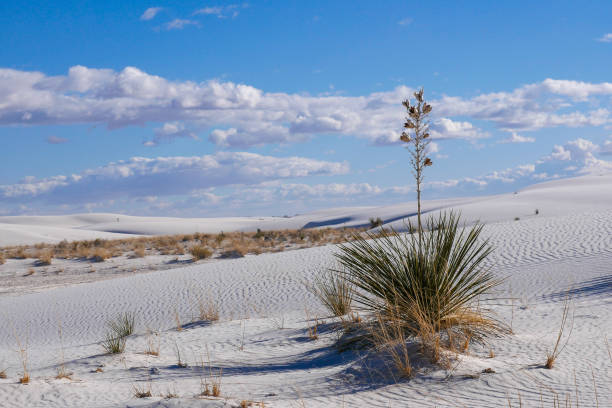 istock Soaptree Yucca in Dunes at White Sands National Park (New Mexico) 1459245023