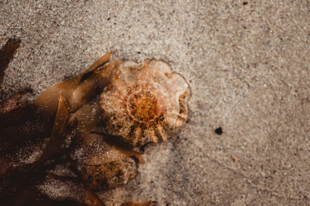 patelle vulgate - sea snail photos et images de collection