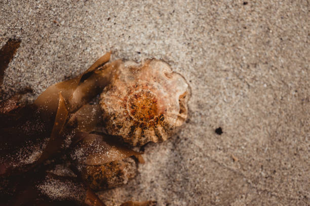 vulgata limpet - sea snail - fotografias e filmes do acervo