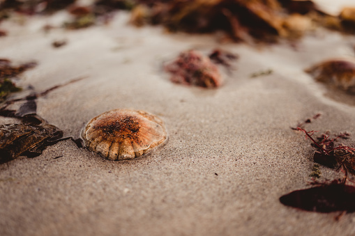 Patella Vulgata sea snail in the sand