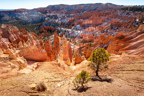Monumental resilient trees on the cliffs of Bryce Canyon during a bright sunny day with snow in the background