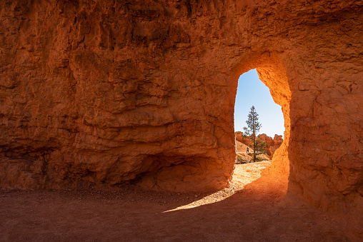 Pine Tree and a Hiker visible Through a Hoodoo Tunnel in Bryce Canyon on a bright winter day
