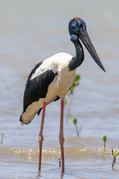 istock Black-necked Stork in Australia 1459246662