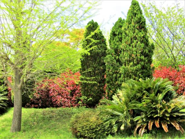 istock Japan. Colors of April. 1459247456