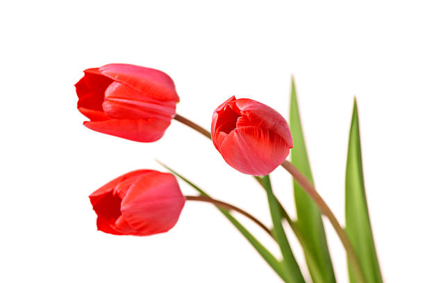 wiązanka czerwone tulipany - growth tulip cultivated three objects zdjęcia i obrazy z banku zdjęć