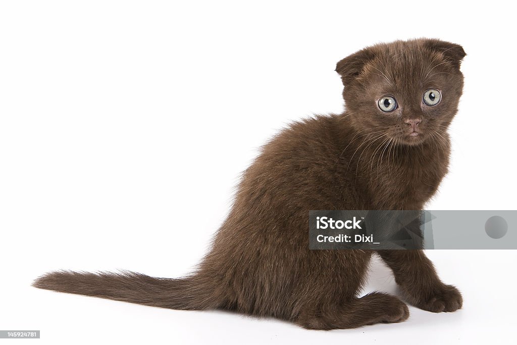 Scottish kitten Animal Stock Photo