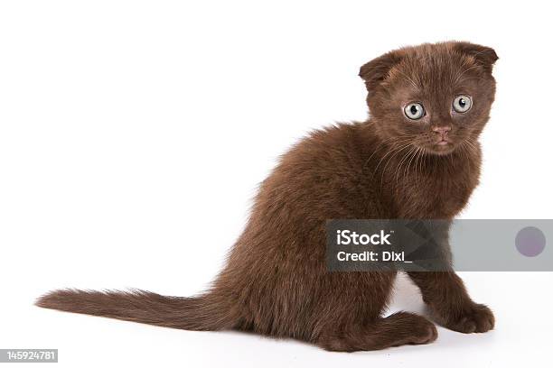 Scottish Kitten Stock Photo - Download Image Now - Animal, Animal Hair, Brown