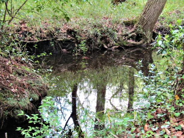 istock Japan. April. Small river in the forest. Reflections. 1459248042