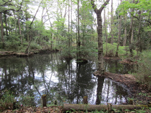 istock Japan. April. Small pond in the forest. Reflections. 1459248130