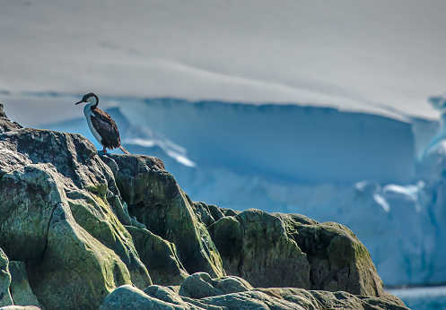 Bird on a rocks with glacial ice sheet in the background