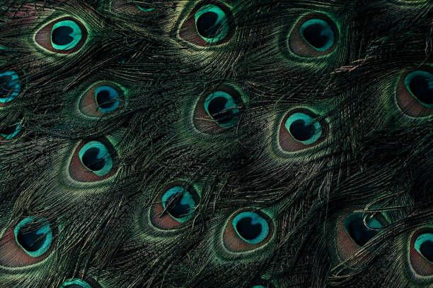 istock Peacock feather. Feather. Closeup of peafowl feathers. 1459248984