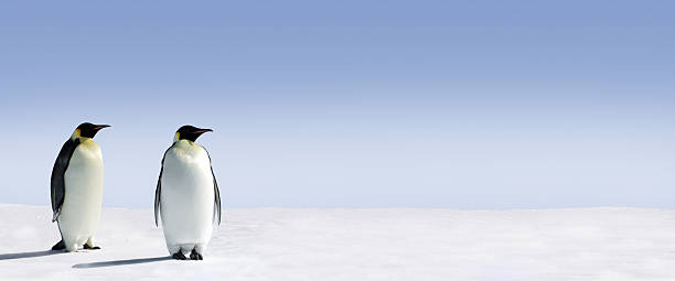 istock Panoramic view of two Penguins in the Arctic 145924924