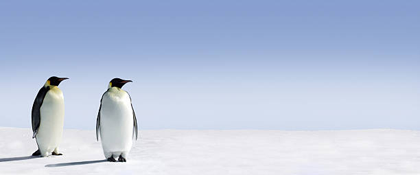 Pinguim Panorama - foto de acervo