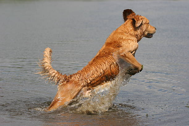 istock Golden retriever in water 145924977