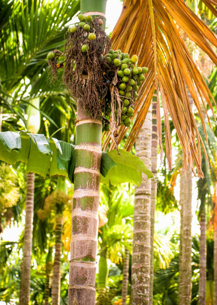 Betel nut palm tree plantation.