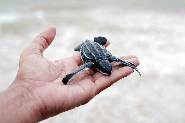 istock Sea Turtle in the hand 1459250192