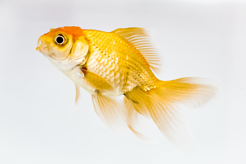 golden koi fish on a white background