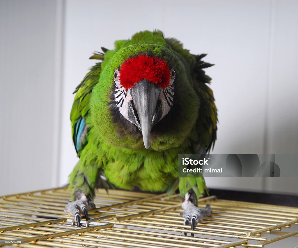 aggressive bright parrot aggressive bright parrot sit on his cage Aggression Stock Photo