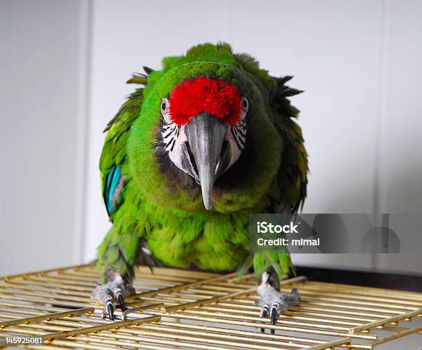 Aggressive Bright Parrot Stock Photo - Download Image Now - Aggression, Animals In Captivity, Aviary