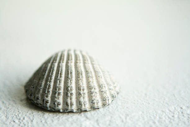 Shell stock photo