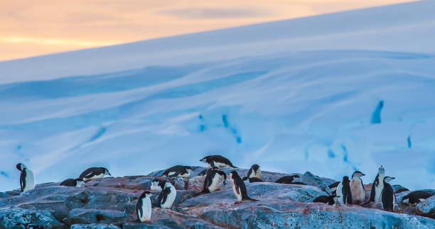 istock Penguins on rocky top; glacier covered mountain in background 1459251474