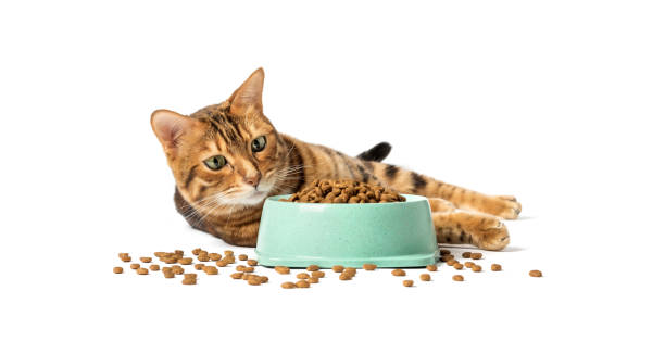 istock A cat on a white background eats food from a bowl 1459254659