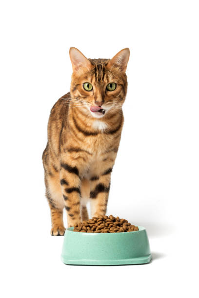 istock A cat on a white background eats food from a bowl 1459254689