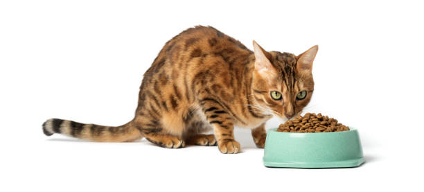 istock A cat on a white background eats food from a bowl 1459254709