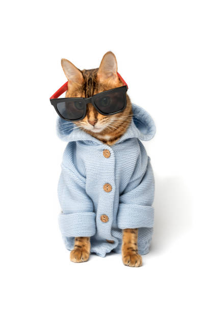 istock Bengal cat wears sunglasses and a jacket on a white background. 1459254758