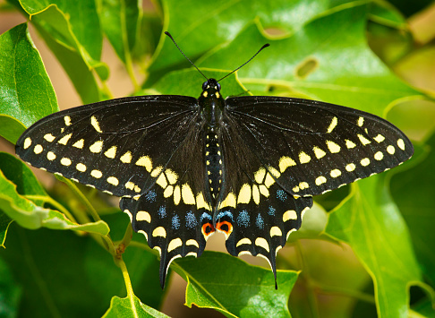 Eastern black swallowtail butterfly, Papilio polyxenes, on oak leaves at Talcott Mountain State Park in Simsbury, Connecticut in springtime.