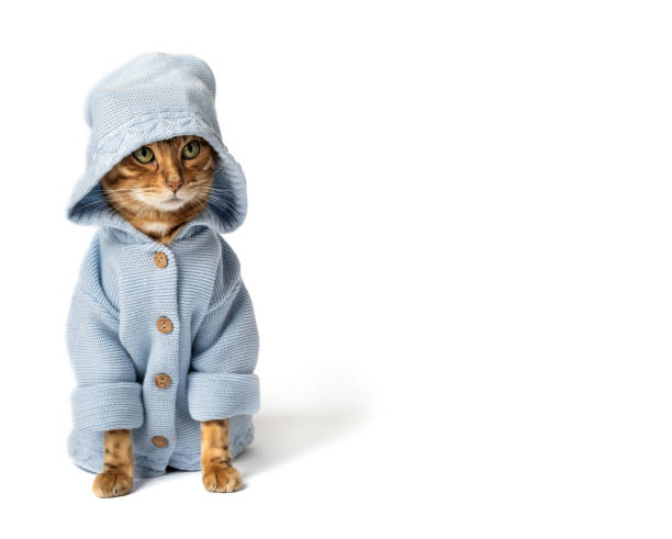 istock Funny cat in clothes on a white background. 1459255361