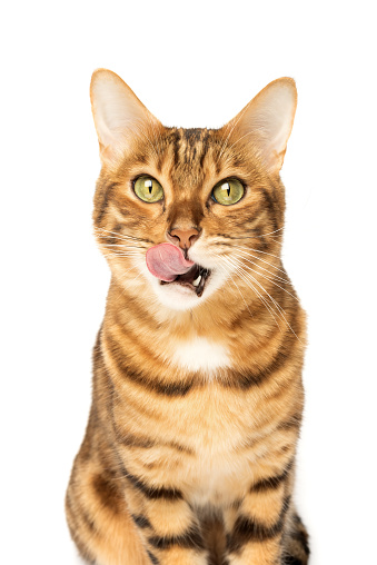 Licking hungry Bengal cat on a white background. Studio shot.