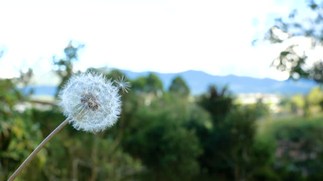 A dandelion with nature on a summer day with mountains trees and blue sky