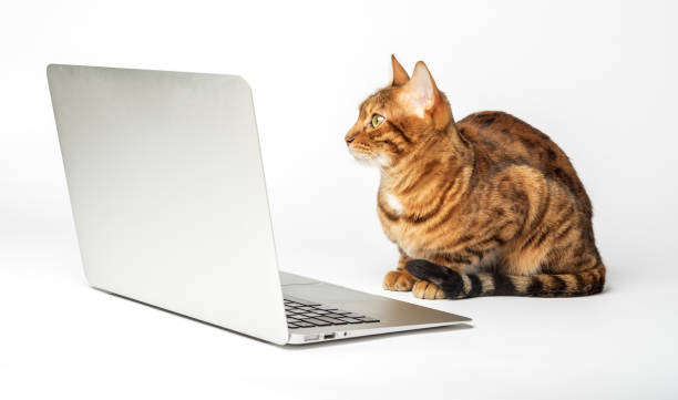 istock Side view of a ginger bengal cat looking at a laptop screen 1459255706